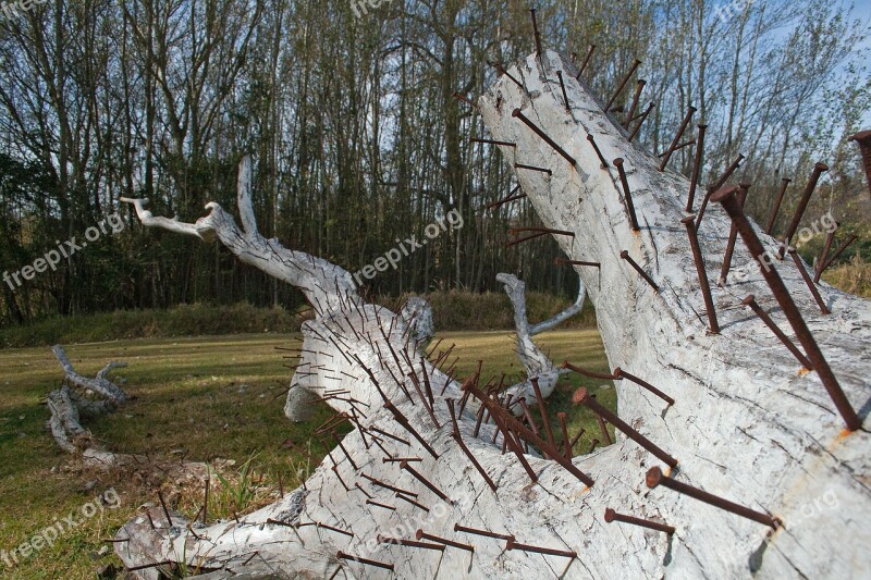 Sculpture Modern Tree Trunk Stump Bleached