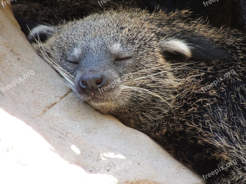 Sleeping Animal Zoo Cute Sleep