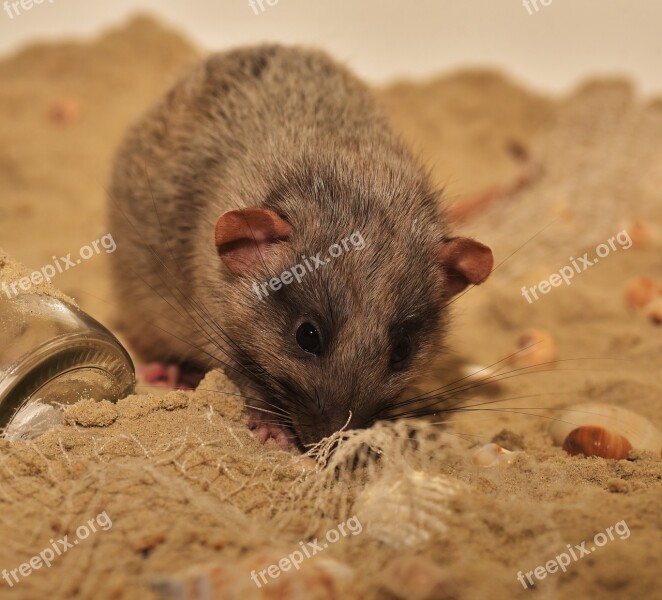 Nager Rodent Color Rat Cute Animal