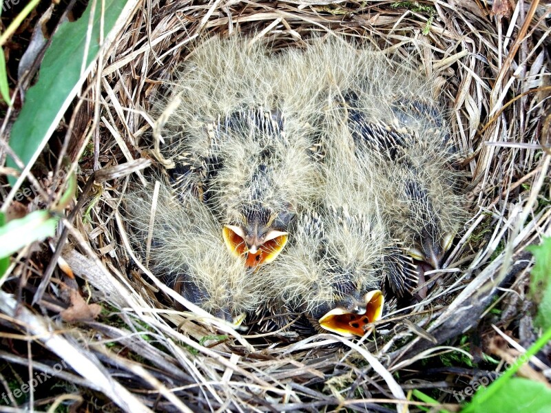 Chicks Jack Lark Summer Birds