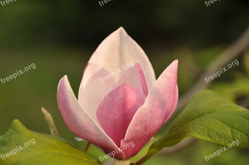 Spring Flower Acacia Bud Pink Flower Nature