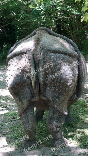 Zoo Rhino Animals Pachyderm Rump