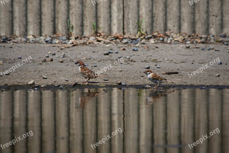 Animal Little Bird Sparrow Wild Birds Wild Animal