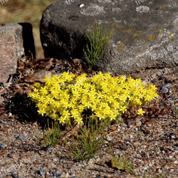 Rock Flower Yellow Tussock Small Yellow Flowers In A Dry Growing Free Photos