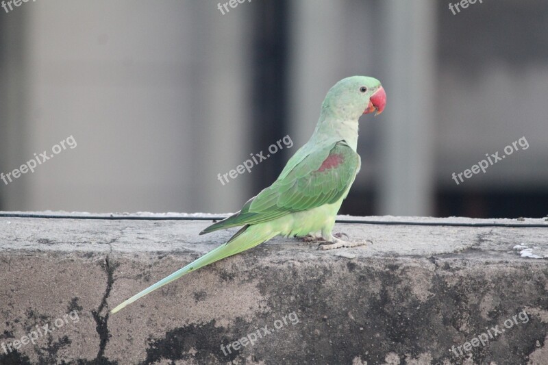 Parrot Parakeet Bird Ringneck Free Photos