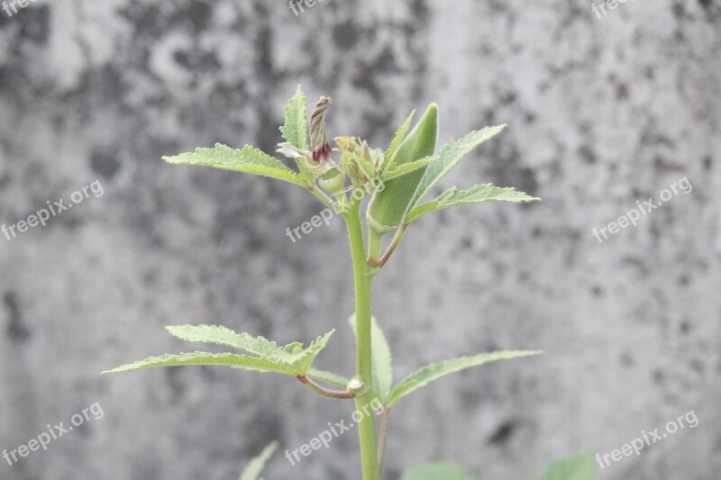 Okra Lady Finger Vegetable Free Photos