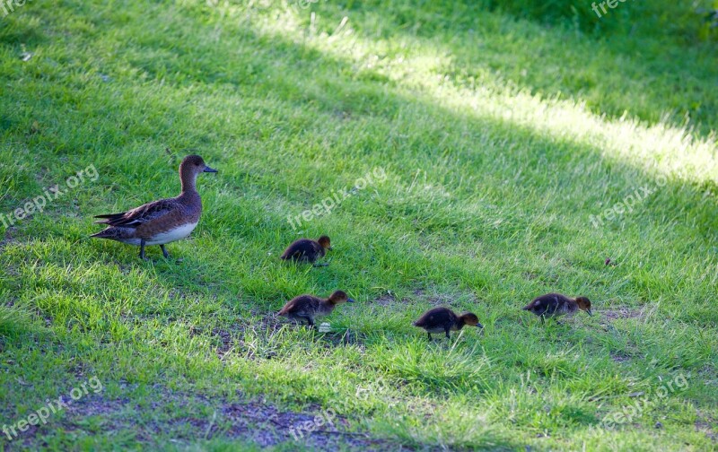 Mom Duck Ducklings Wild Duck Family Ducks Nature