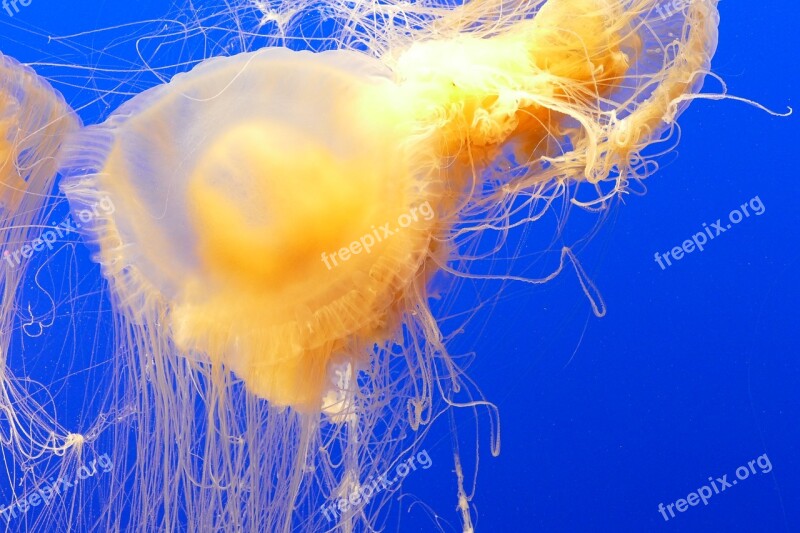 Ocean Jellyfish Aquarium Water Sea