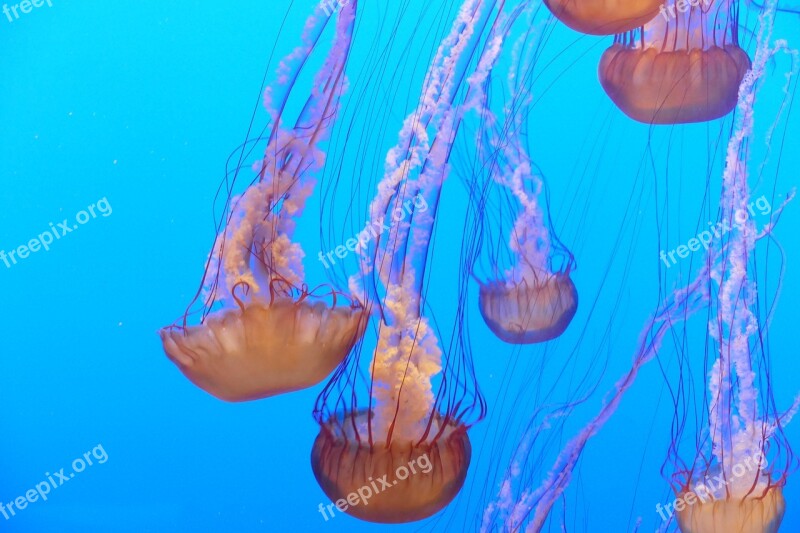 Ocean Jellyfish Aquarium Water Sea