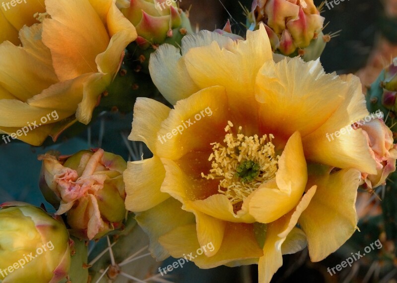 Prickly Pear Cactus Bloom Yellow Flower