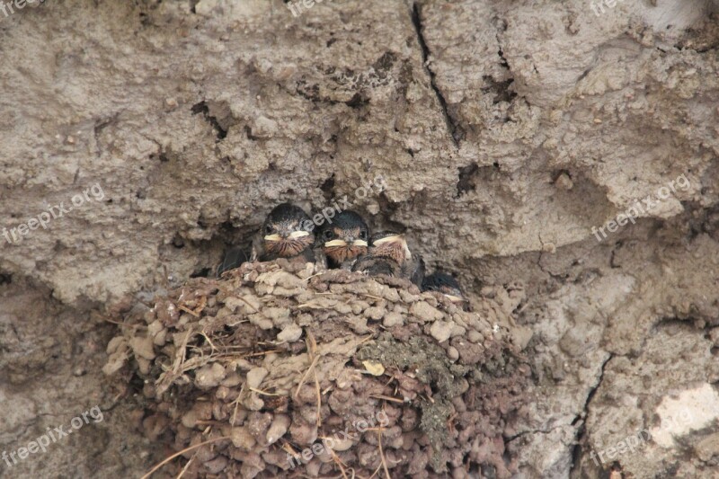 Birds Hatching Breed Tit Sparrow