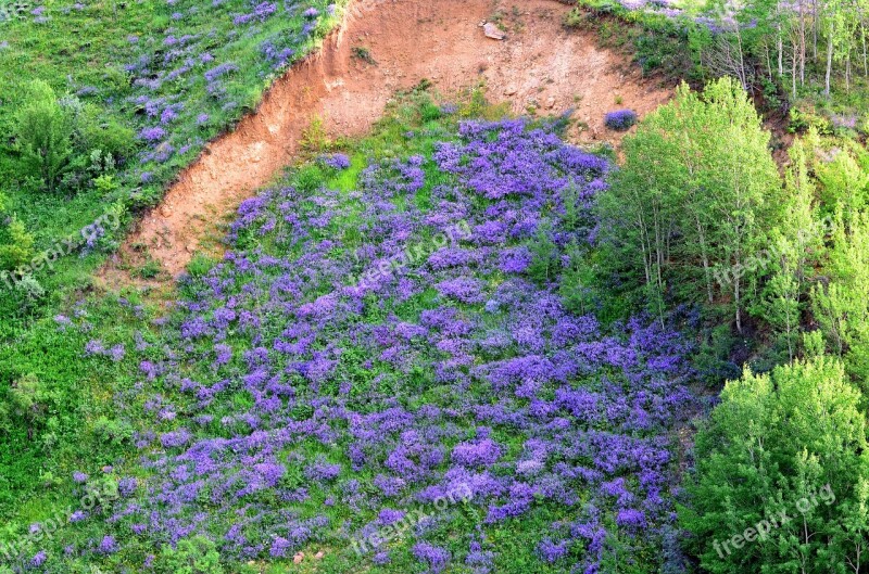 Nature Spring Flowers Spring Flowers Green