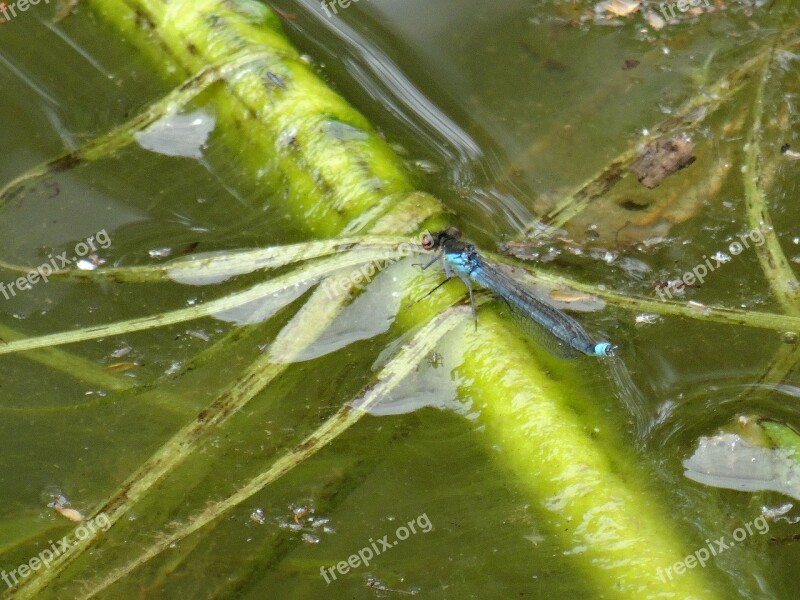 Damsel Fly Water Weeds Fishing Pool Free Photos