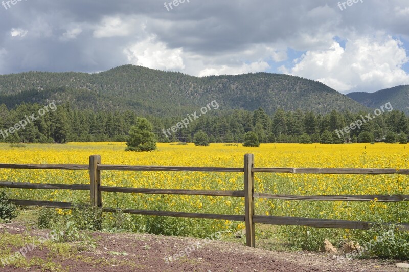 Flagstaff Arizona Flowers Yellow Storm