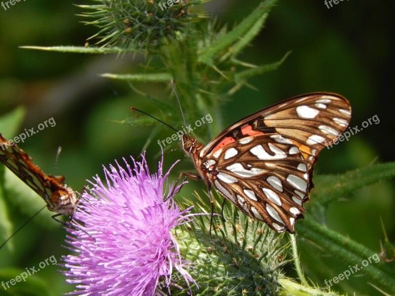 Butterfly Sucking Wild Flower Garden Free Photos