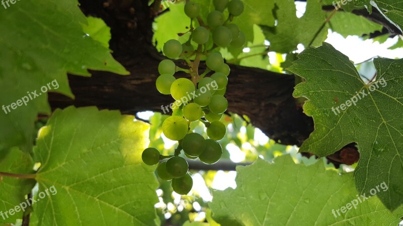 Grapes Grocery Store Garden Free Photos