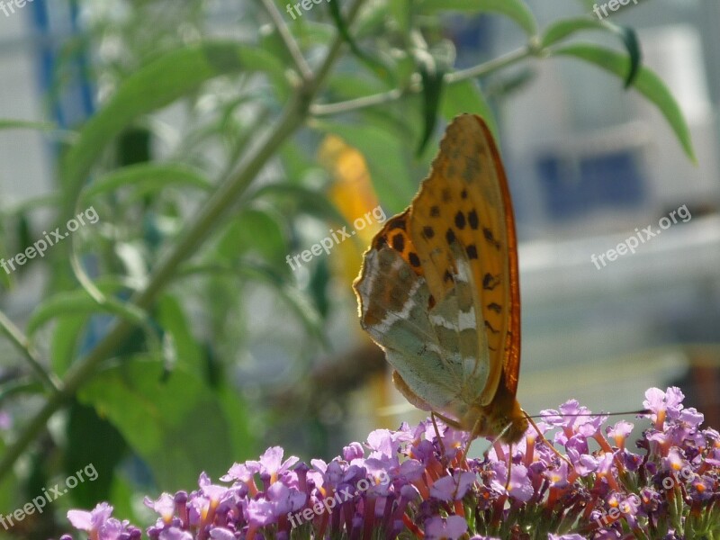 Vanessa Cardui Nature Butterfly Days Butterfly Butterfly Bush