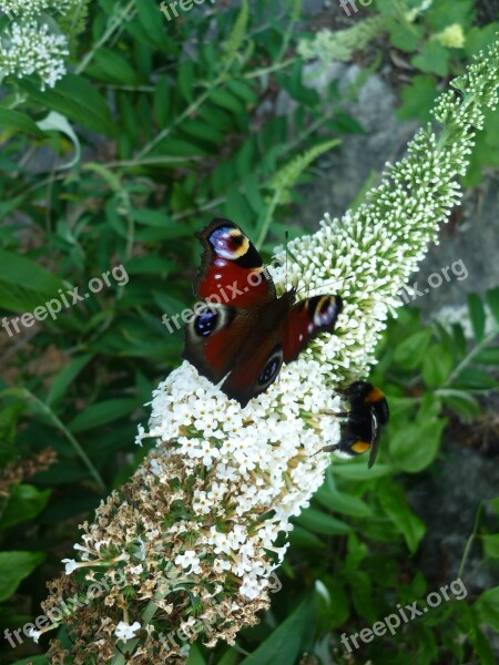 Peacock Nature Butterfly Colorful Days Butterfly