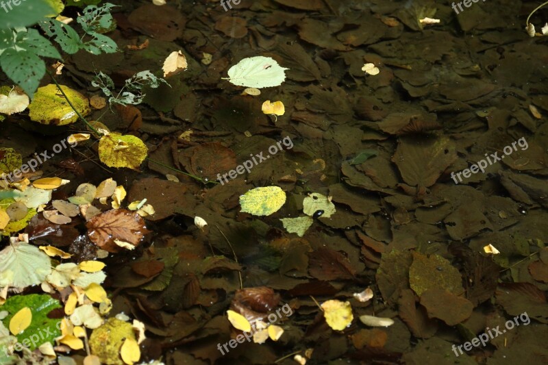 Leaves Autumn Nature Autumn Woods Brown Leaf