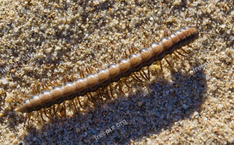 Sand Beach Millipede Water Outdoor