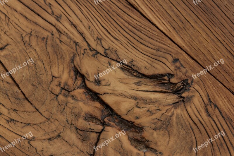 Elm High Current Texture Wood Texture Photo Wallpaper