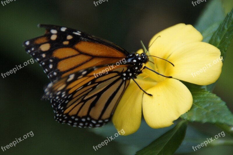 Monarch Butterfly Orange Monarch Butterfly Wing