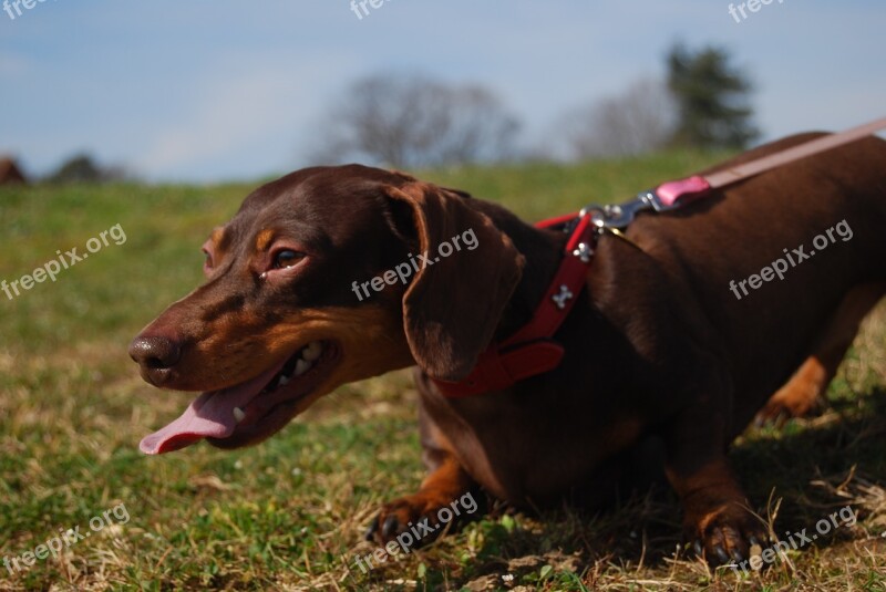 Dog Panting Canine Tongue Mouth Open