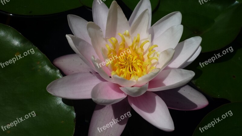 Water Lily Nature Bright Pink Blossom Bloom