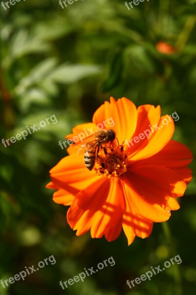 Bee Honey Insects Yellow Flower Yellow Cosmos