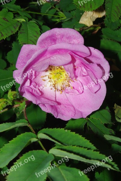 Pink Ornamental Plants Flower Finnish Rose