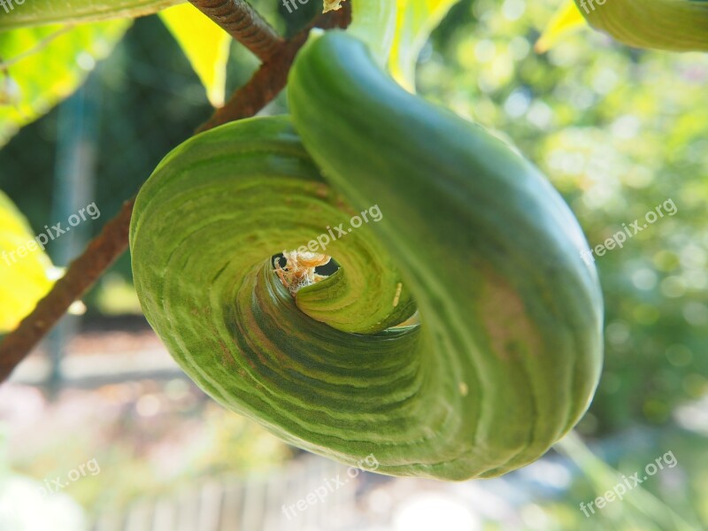 Cucumber Vegetables Garden Food Eat