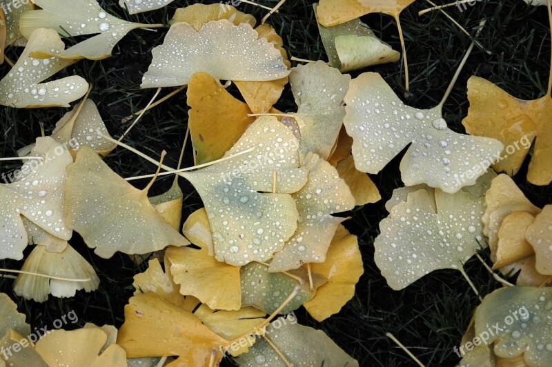 Nature Outdoor Ginkgo Leaves Out