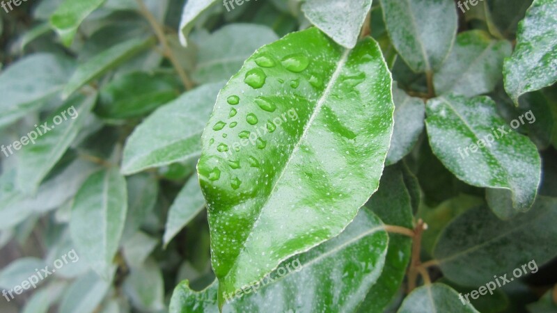 Leaf Color Rich Green Drop Of Water Nature