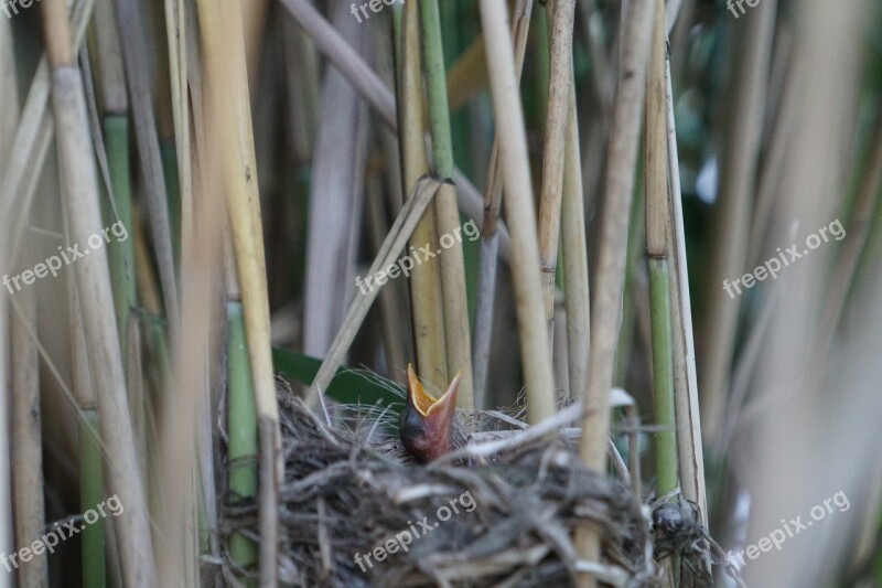 Bird Young Bird Bird's Nest Free Photos