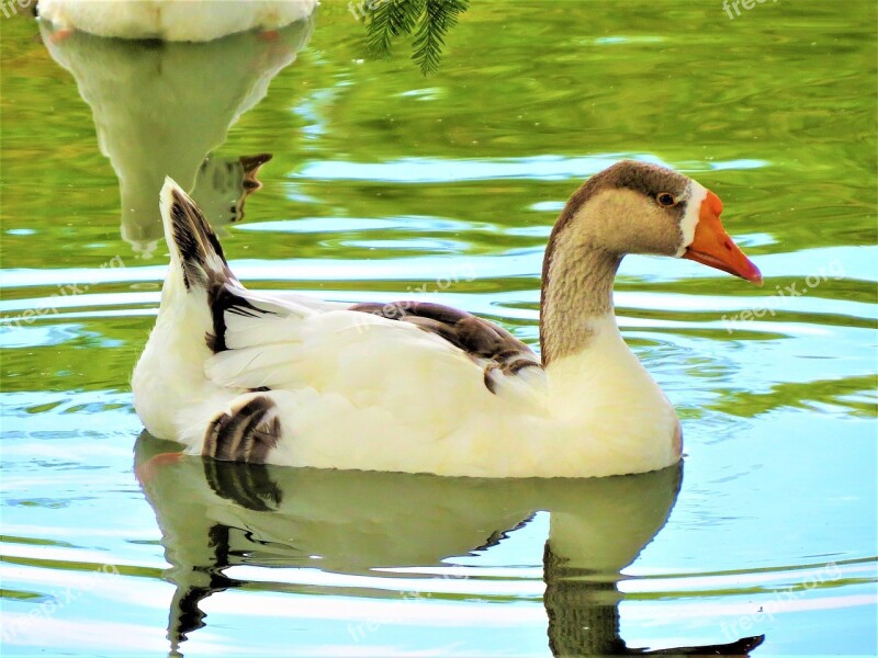 Water Fowl Water Wild Nature Free Photos