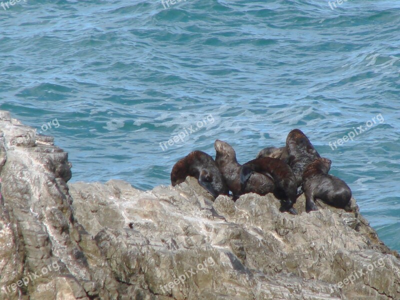 South Africa Western Cape Hermanus Seaside Resort Cliff Walk