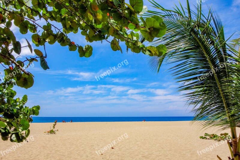 Beach Caribbean Sea Antigua Palm Trees