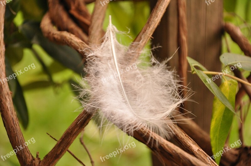 Pen White Feather Peacock Feather Air Easy