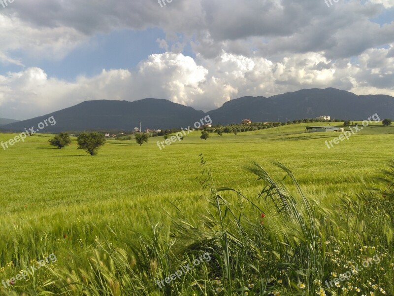 Field Green The Mountain And The Cloud Wheat Denizli