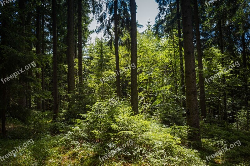 Forest Trees Nature The Giant Mountains Evergreen Tree