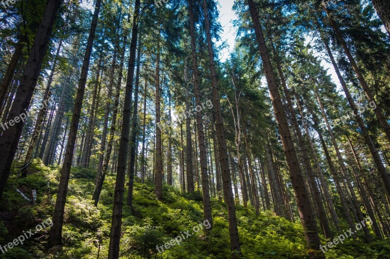 Forest Nature Trees The Giant Mountains Evergreen Tree