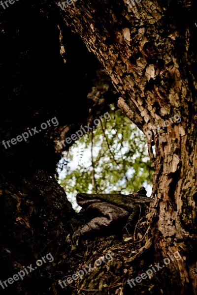 Flying Tree Nature Green Forest