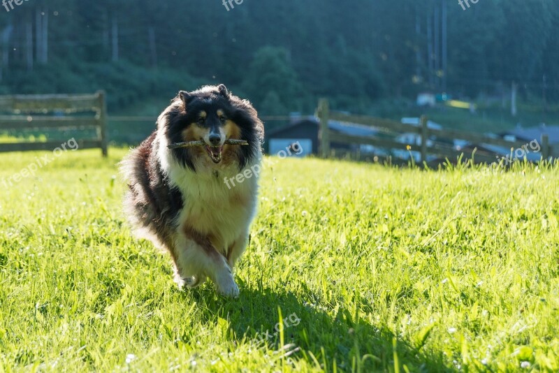 Dog Collie Purebred Dog British Sheepdog Animal