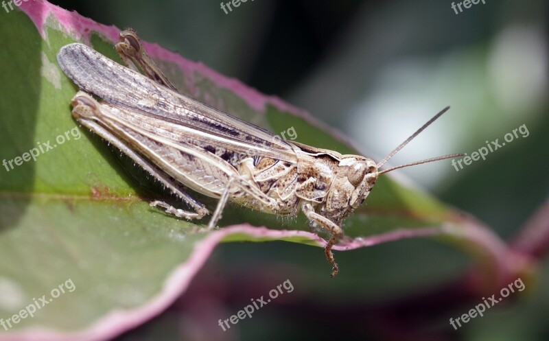 Grasshopper Garden Field Grasshopper Short-horned Chorthippus Brunneus