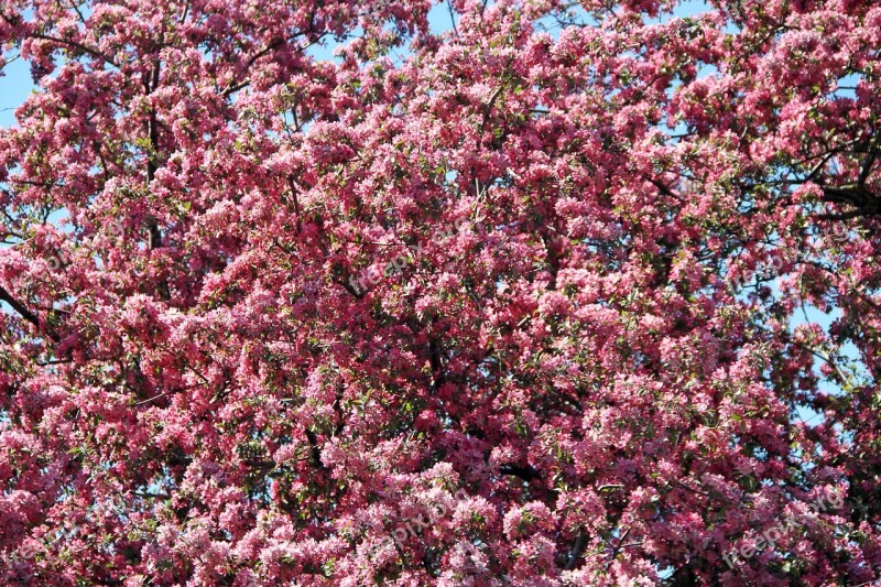 Pink Blossom Spring Nature Flower