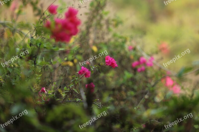 For Bougainvillea Spectabilis Free Photos