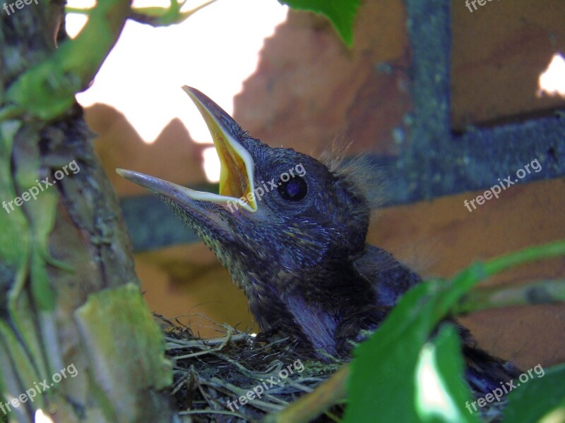 Blackbird Nest Breed Bird's Nest Blackbird Nest