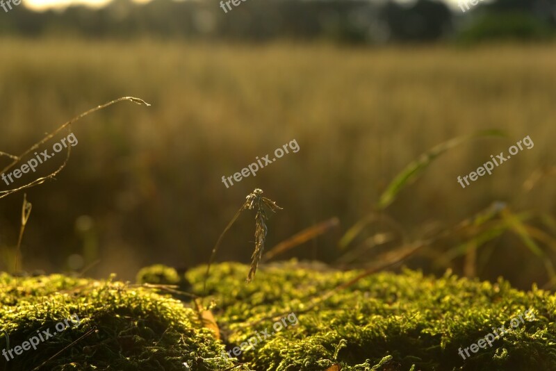 Moss Grass Cereals Summer Backlighting