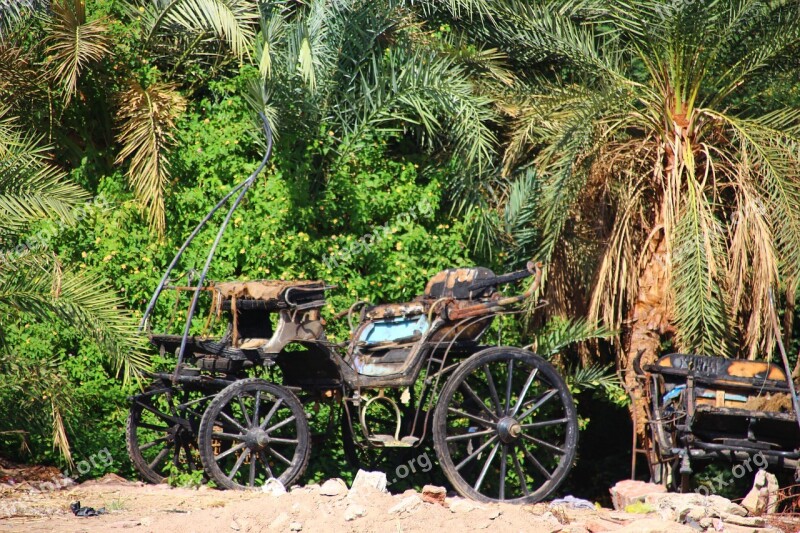 Nile River Coach Palm Trees Mood Egypt