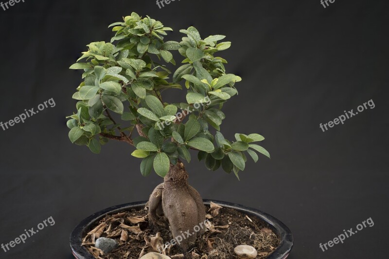 Bonsai Smaller Tree Potted Plant Green Japan